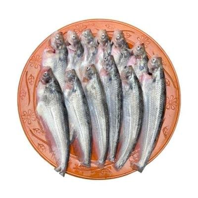 নদীর পাবদা মাছ